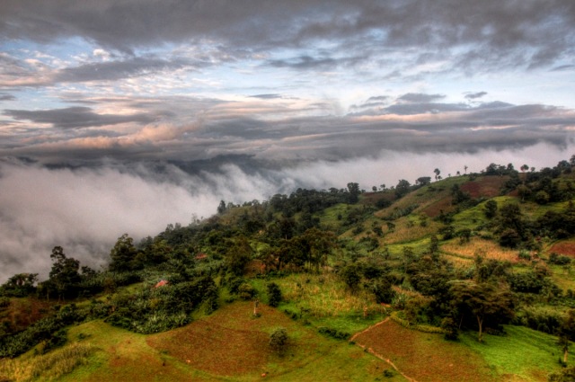 Kaffa Zone near Chiri - Ethiopia - The birthplace of coffee