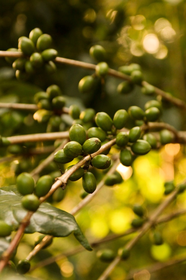Unripe coffee beans in Bonga, Ethiopia